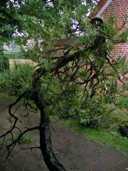 Pinus sylvestris bunjingi 007.JPG