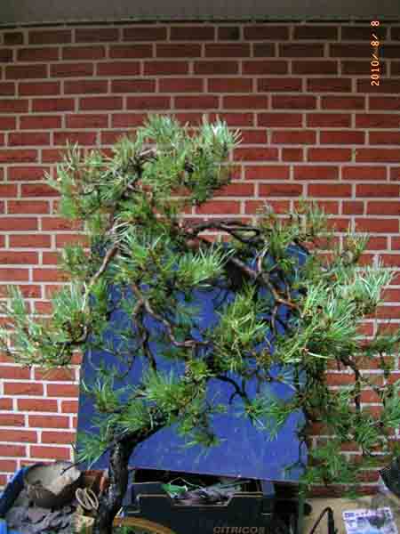 Pinus sylvestris bunjingi 005.JPG