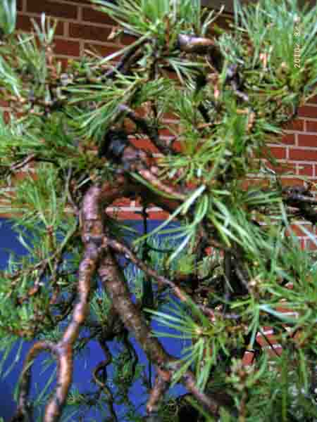 Pinus sylvestris bunjingi 013.JPG