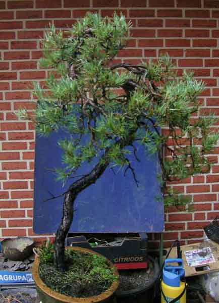 Pinus sylvestris bunjingi 015.JPG