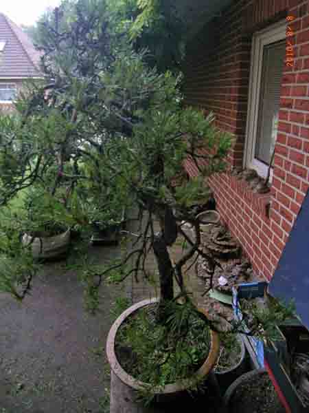 Pinus sylvestris bunjingi 017.JPG
