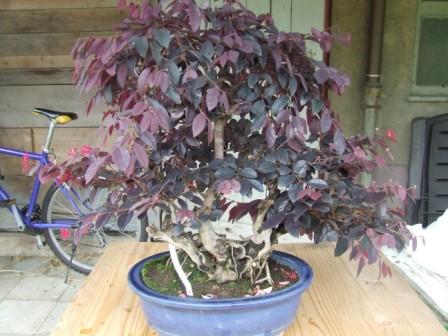 Lodderbonsai