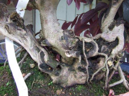 Loropetalum