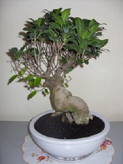 Bonsai-Ginseng2.JPG