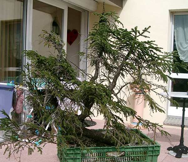 Auch eine mögliche Vorderseite?