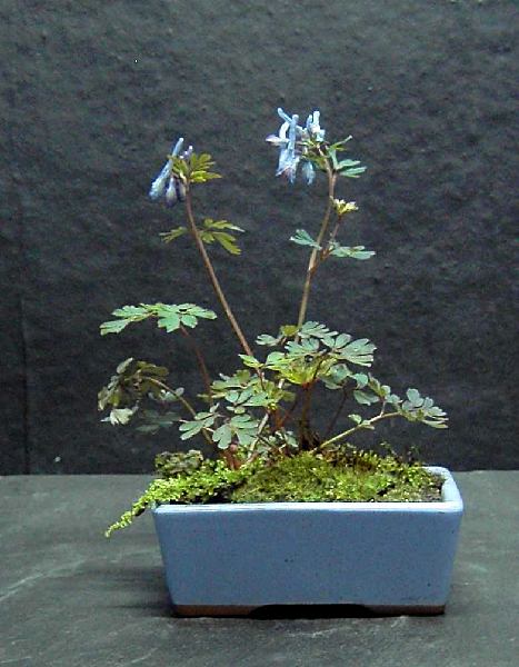 Lerchensporn blau.jpg