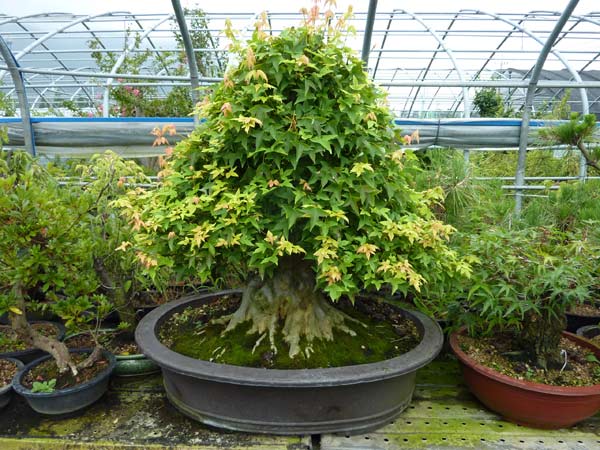 Riesen DreispitzAhorn Stammbasis etwa 30-40cm