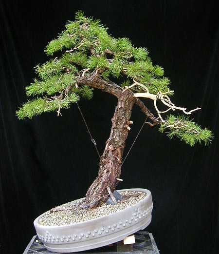 17April2005SylvestrisB2003.jpg
