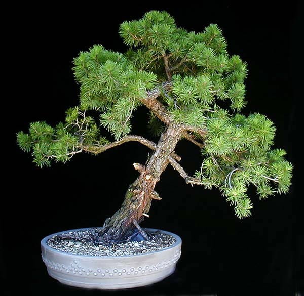 17April2005SylvestrisA2003.jpg