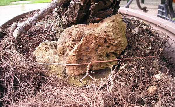 17April2005Sylvestris07.jpg