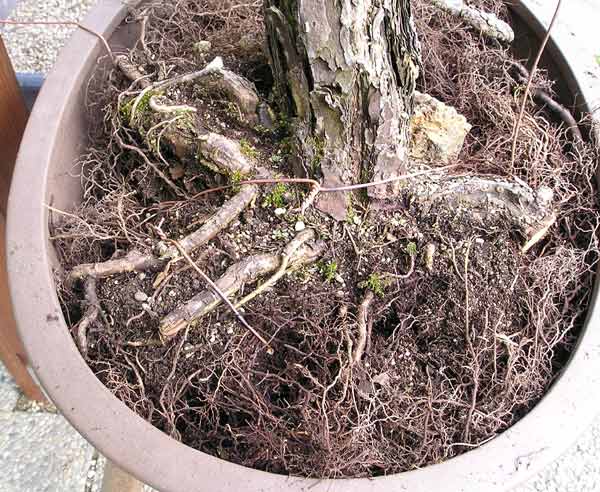 17April2005Sylvestris06.jpg