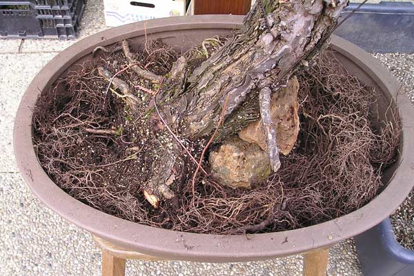 17April2005Sylvestris05.jpg