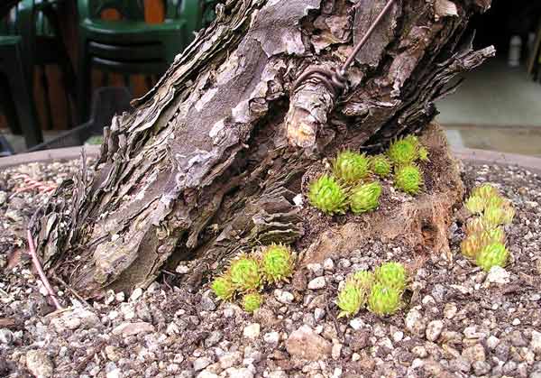 17April2005Sylvestris08.jpg