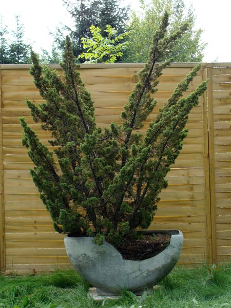 wacholder-baum.jpg