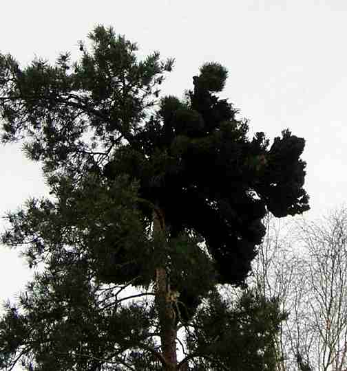 Hexenbesen3.JPG