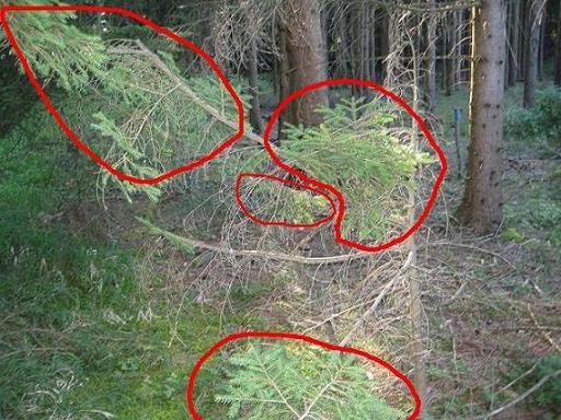Rot eingekreist sind die Grünen teile die zum Baum gehören