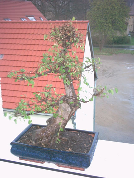 Ulme - 17.04.2005