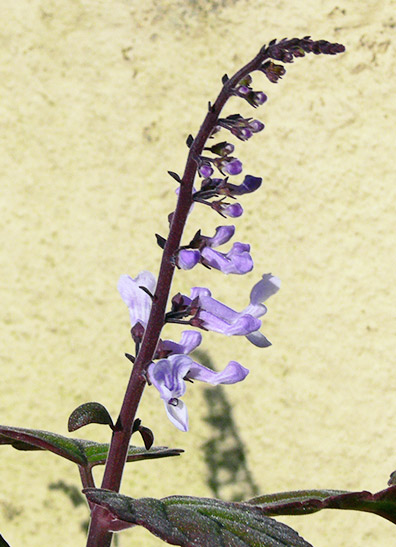 plec-bud.jpg