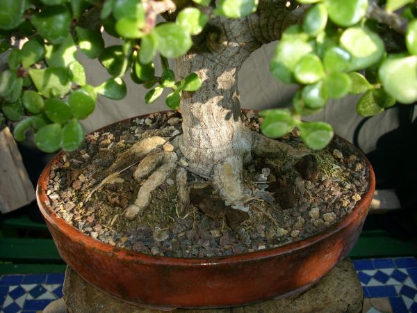 08 2010 nebari.JPG