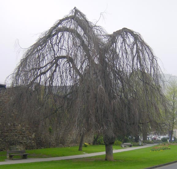 trauerbuche.jpg