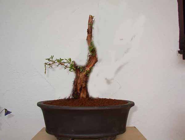 potentilla18up.jpg