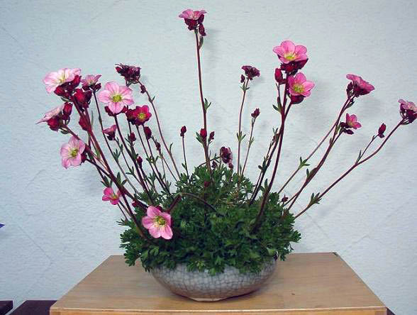 Saxifraga3_edited.JPG