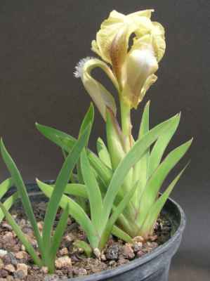 Gesamthöhe mit Blüte: 9 cm
