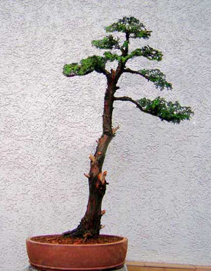 neue-form.jpg