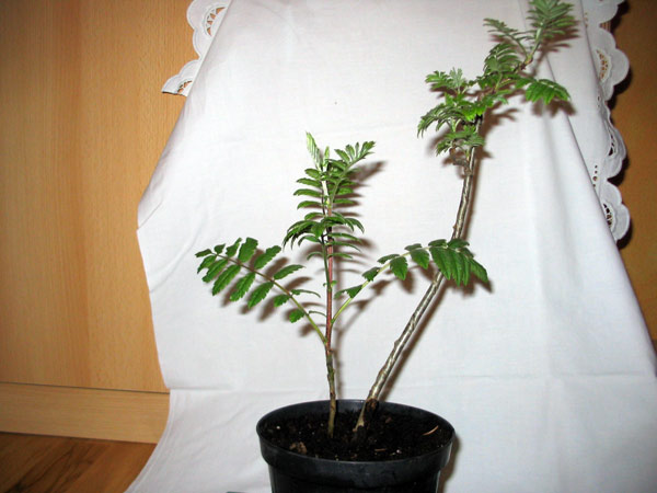 baum.jpg
