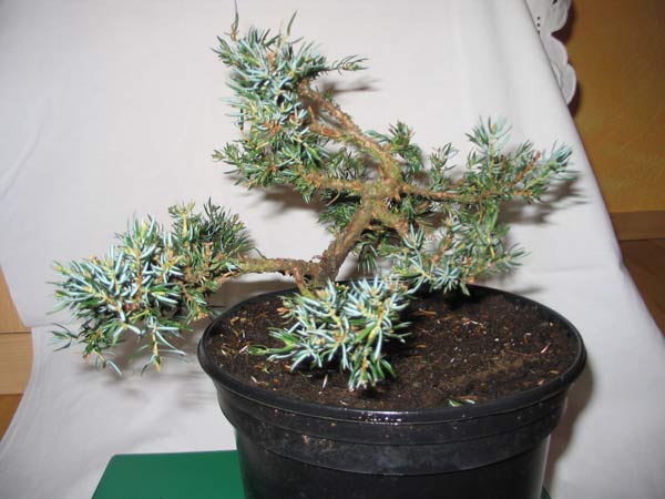 juniperus3.jpg