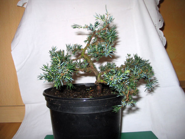 juniperus.jpg