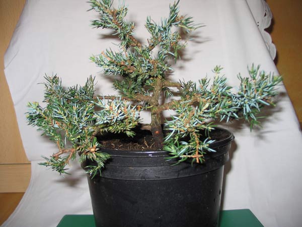 juniperus0.jpg