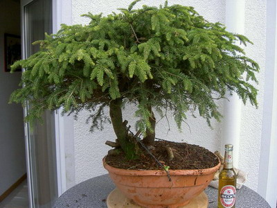 2006 vorne.jpg