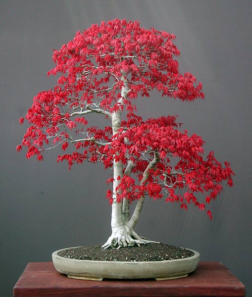 Acer palmatum, bei der Farbe überhaupt nicht nachgeholfen, Ehrenwort!