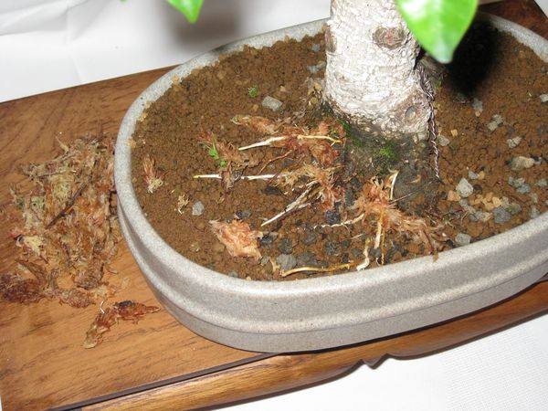 Für die die sich Fragen warum denn das Sphagnum-Moss auf der Erde liegt