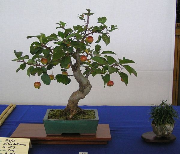 Apfel neue Bilder 038.jpg