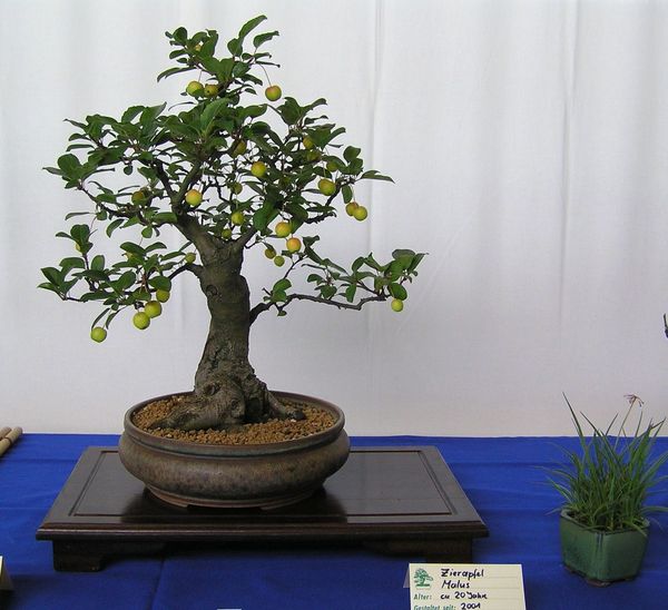 Apfel neue Bilder 065.jpg