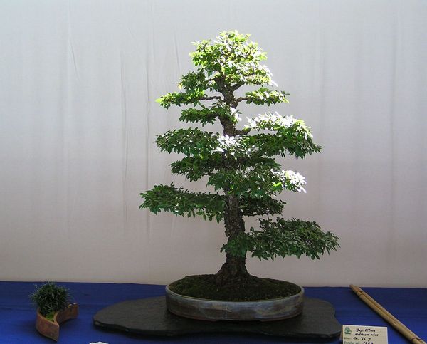 Japanische Ulme neue Bilder 032.jpg
