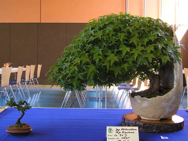 Japanischer Fächerahorn neue Bilder 084.jpg