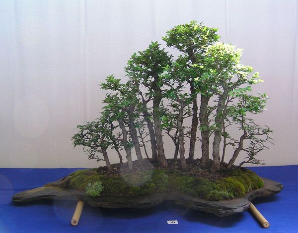 Japanischer Ulmenwald neue Bilder 034.jpg