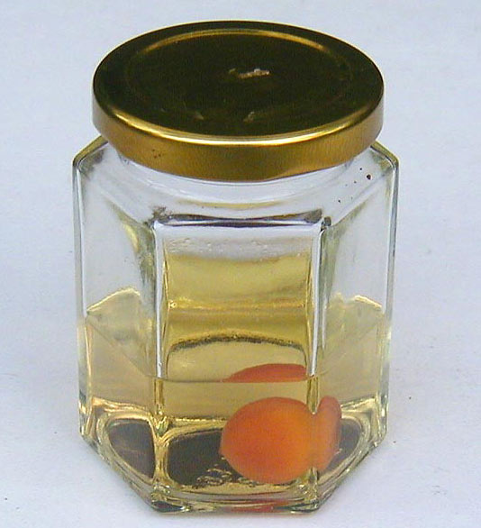 P7260003-P.-mume-Frucht-im-.jpg