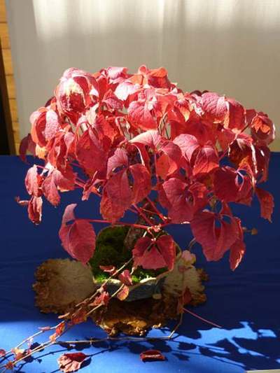 roter.jpg