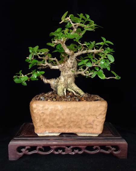 Premna ca. 17cm höhe