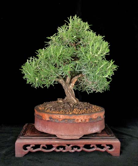 Rosmarin ca. 20cm hoch