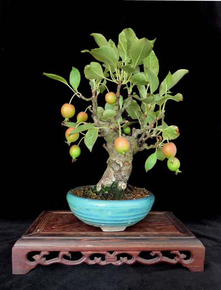 Apfel ca. 18cm
