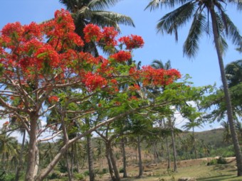Akazie-Lombok.jpg