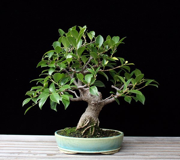 Ficus microcarpa (Syn. F. retusa) BFF.JPG