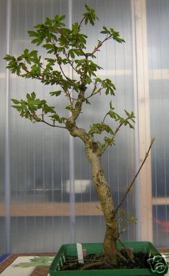 Acer Campestre, ca. 13 Jahre, 52 cm hoch