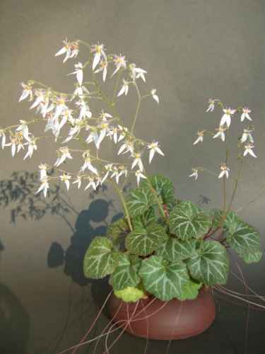 JUDENBART - Saxifraga stolonifera