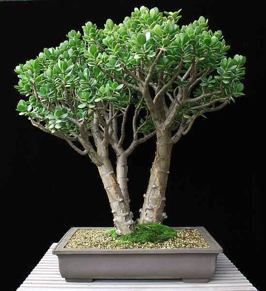 Crassula ovata BFF.JPG